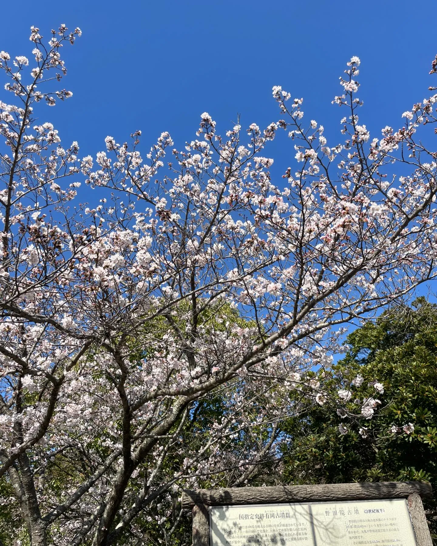 急に暖かくなり、桜も遅れを取り戻すかのように咲き始めましたね...