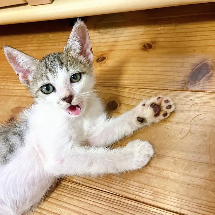 ※里親募集のお知らせ🐈