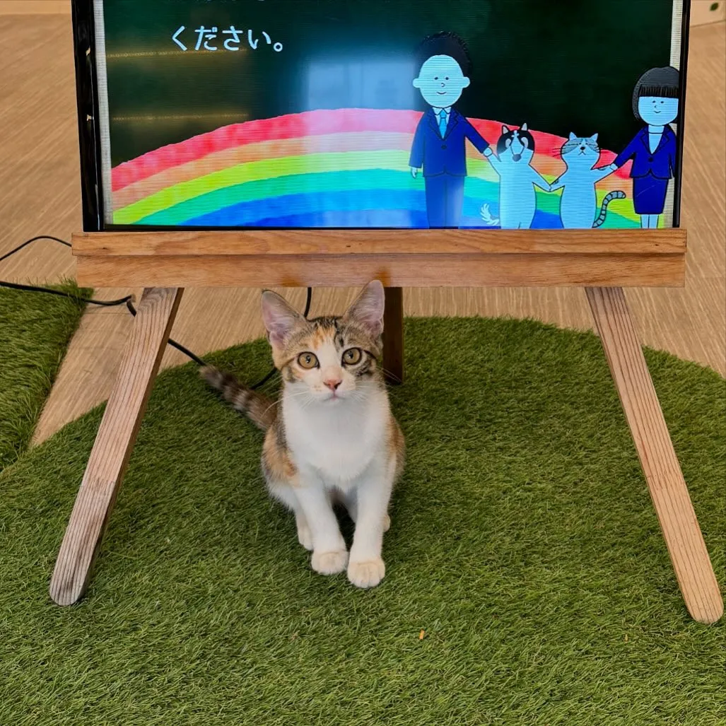 ご火葬された虹の橋のお友達🌈