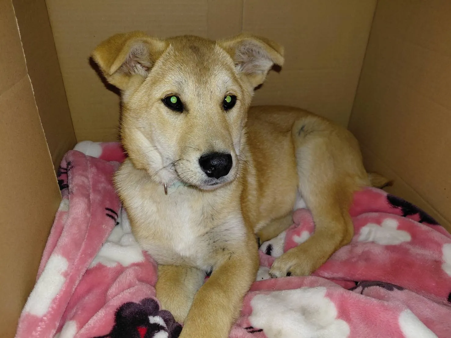 里親決定のお知らせ🐶📢